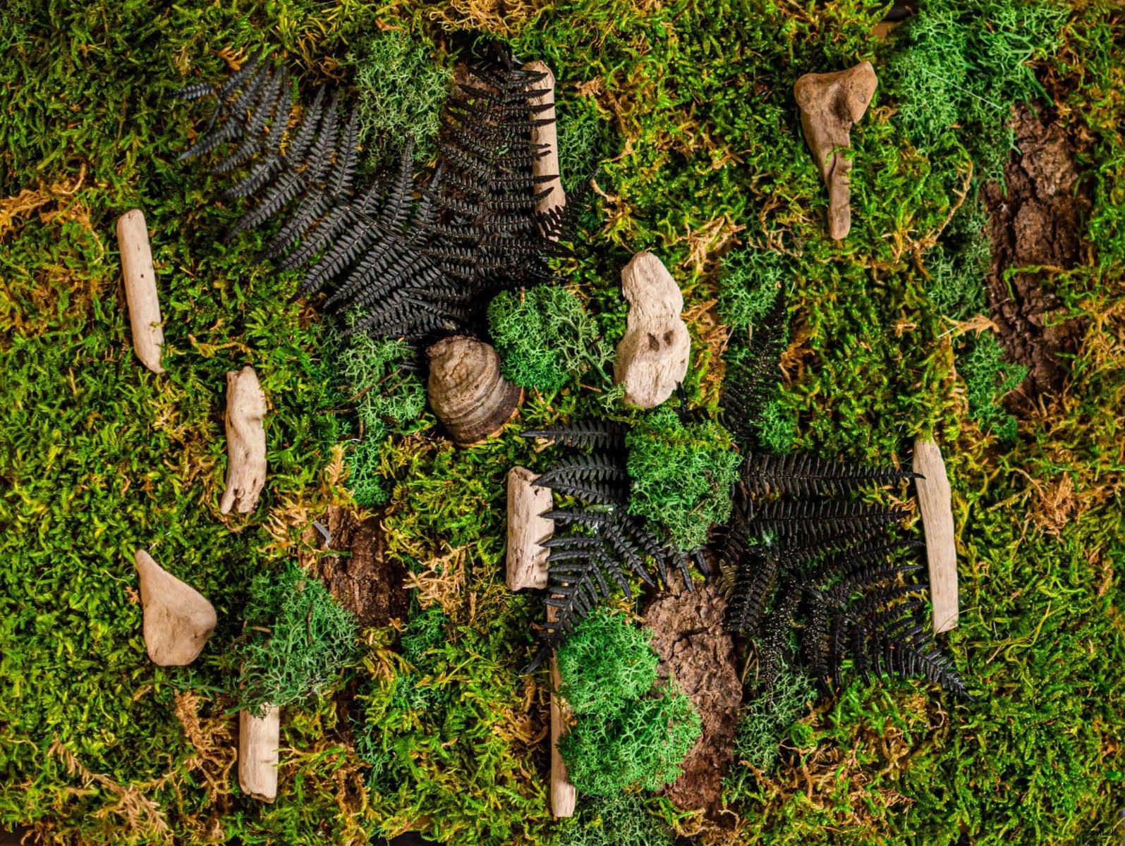 Machový obraz Forest walk II
