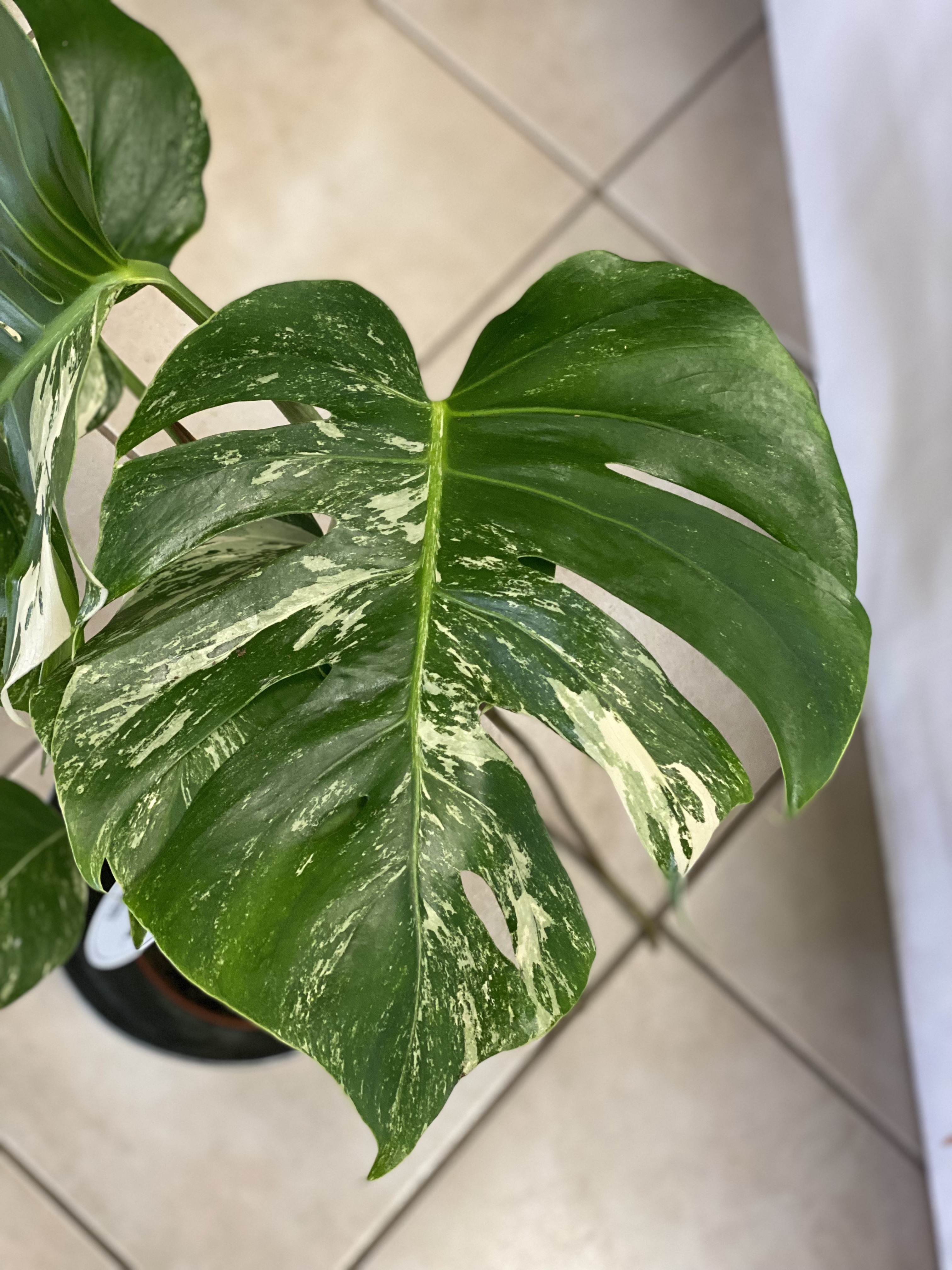 VZÁCNA RASTLINA - Monstera Deliciosa Variegata 15Ø 60cm