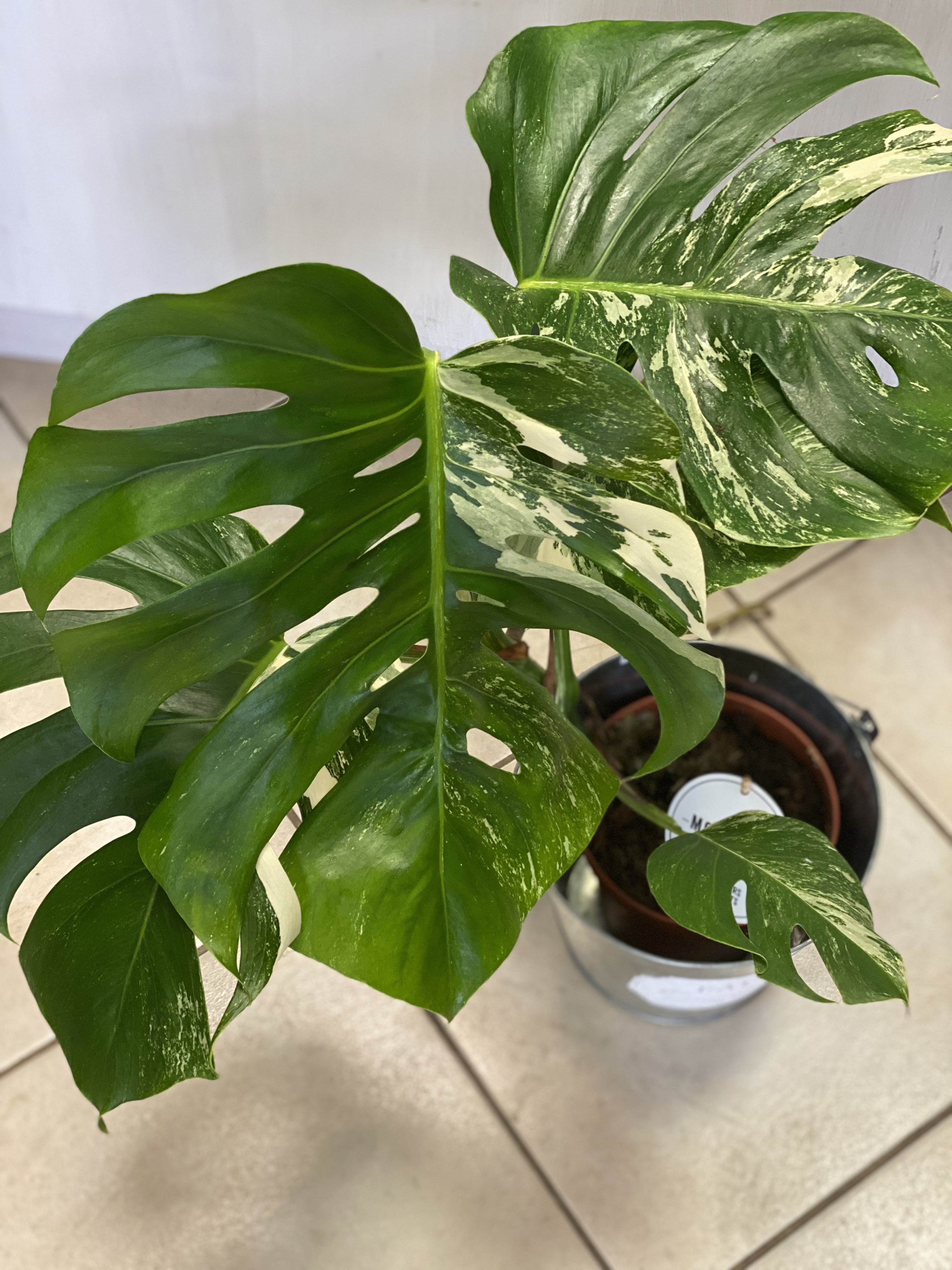 VZÁCNA RASTLINA - Monstera Deliciosa Variegata 15Ø 60cm