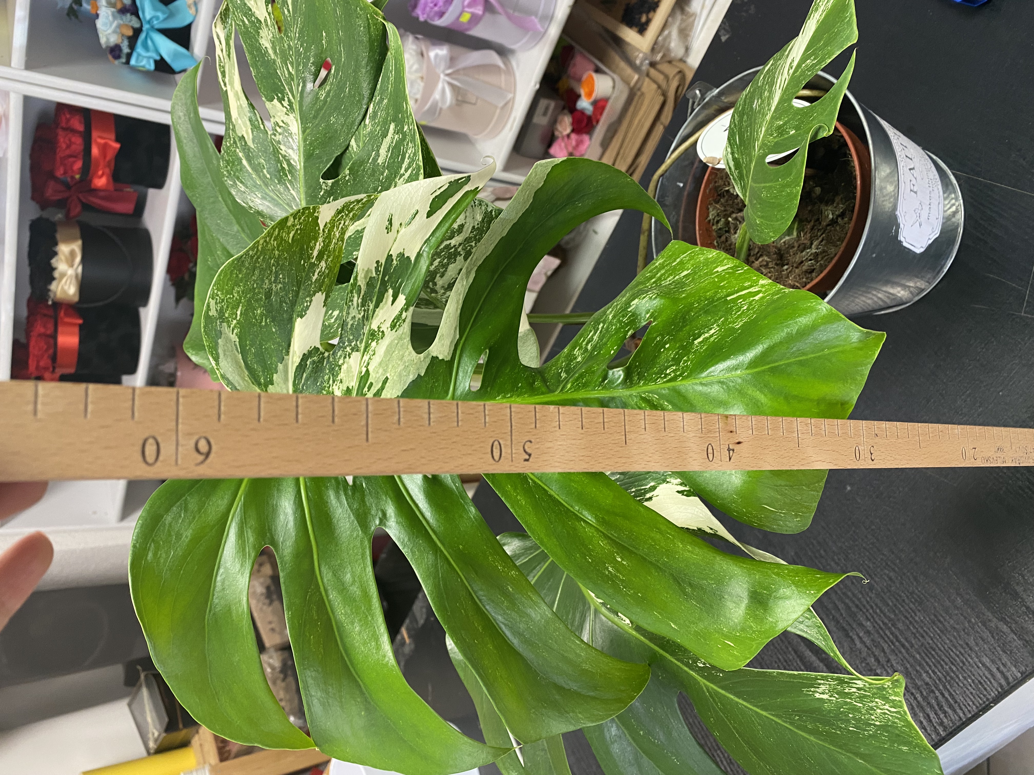 VZÁCNA RASTLINA - Monstera Deliciosa Variegata 15Ø 60cm