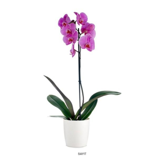 Orchidea fialová 1-2 stonková